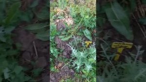 Бархатцы Антигуа Голд, низкорослые гиганты