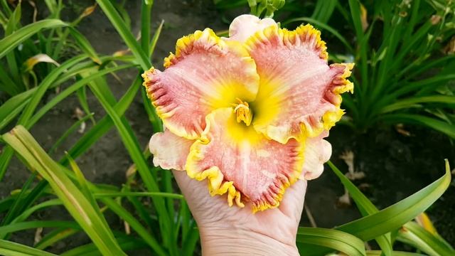 Лилейник Staying Alive_2019 смотреть онлайн