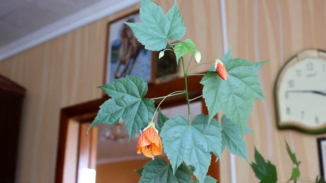 Абутилон - комнатный клён. [Надежда и Мир]