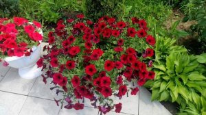 Роскошная яркая мощная красавица.Описание и уход. Петуния Тайфун Ред Велюр.