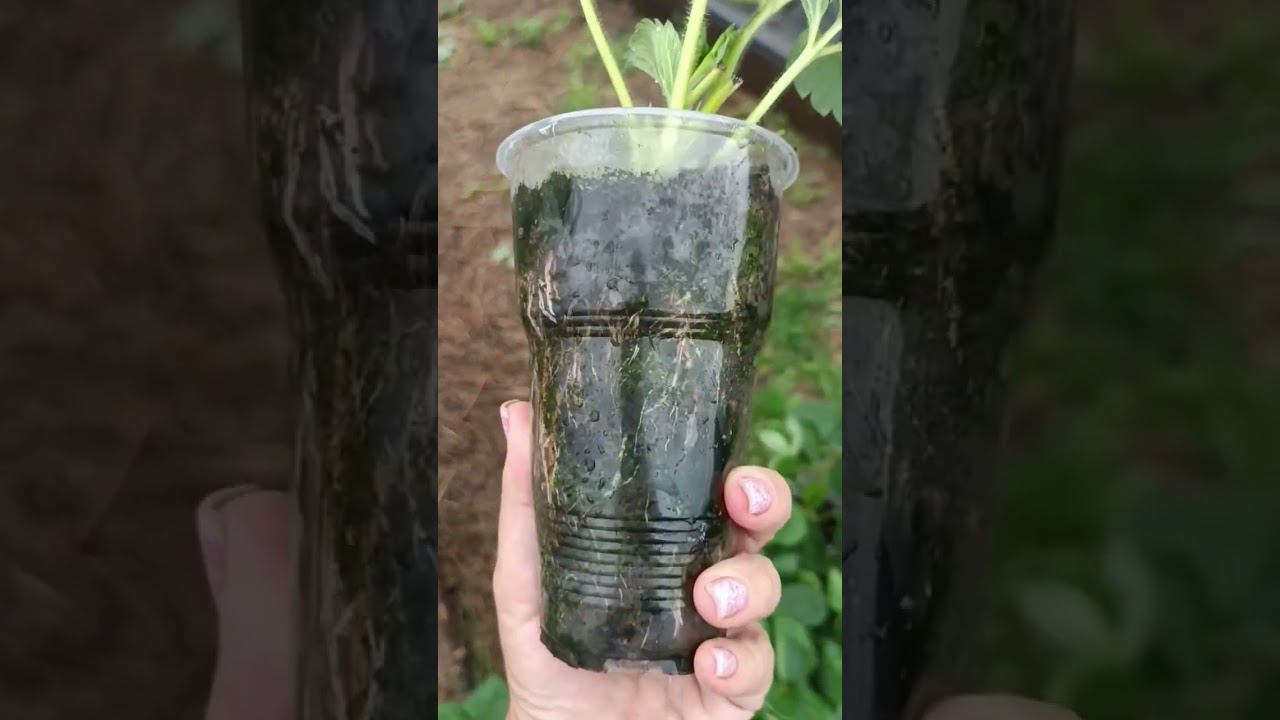 Крепкие здоровые саженцы