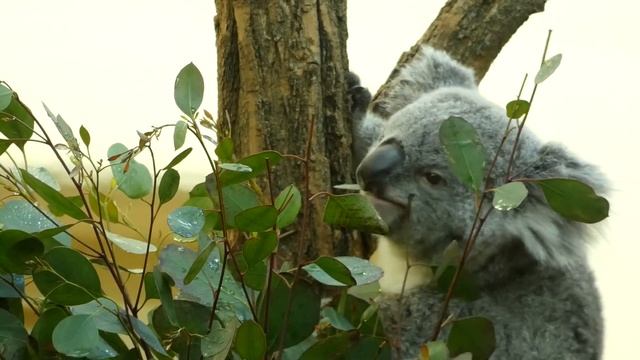 kommentierte Koala Fütterung im Zoo Schloss Schönbrunn – Panasonic Lumix DC-FZ 82 Superzoom смотреть онлайн