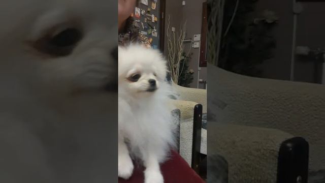 Кремовый супер-курносый мальчик-померанчик. Продажа. смотреть онлайн