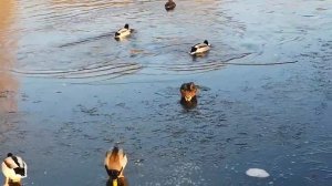 утки скользят по льду