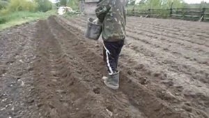 Как посадить картошку с помощью приспособления