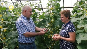 Огурцы растут пучками и гирляндами! Гибрид Пучковое Очарование