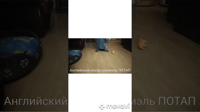 Английский кокер  спаниедь смотреть онлайн