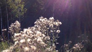 Бодяк - сорняк и лекарственное растение