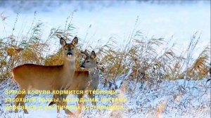 Косуля в дикой природе