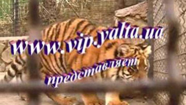 Ялтинский тигрёнок идет на контакт на сайте
