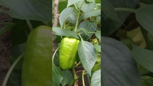 Перцы из семян перцев из супермаркета