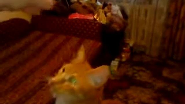 Лакомство кота Сени смотреть онлайн