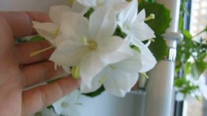 Кампанула невеста - Campanula isophylla Alba