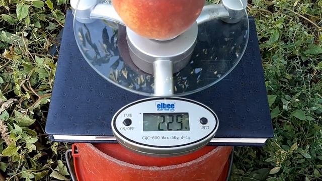 Персик Топ Свит Т5 29.08.2021 смотреть онлайн