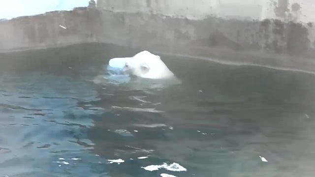 Новосибирск зоопарк последний день лета 2014 ч38 смотреть онлайн