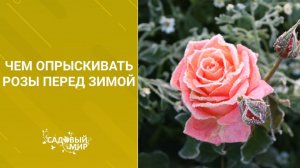 Чем опрыскивать розы перед зимой