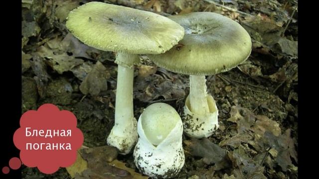 окружающий мир 2.02.mp4