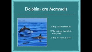 Dolphins: National Animal of Greece