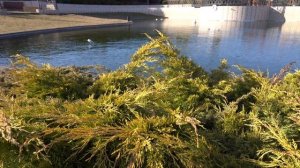 Зимовка Рыбы в Пруду. Почему Гибнет Рыба?