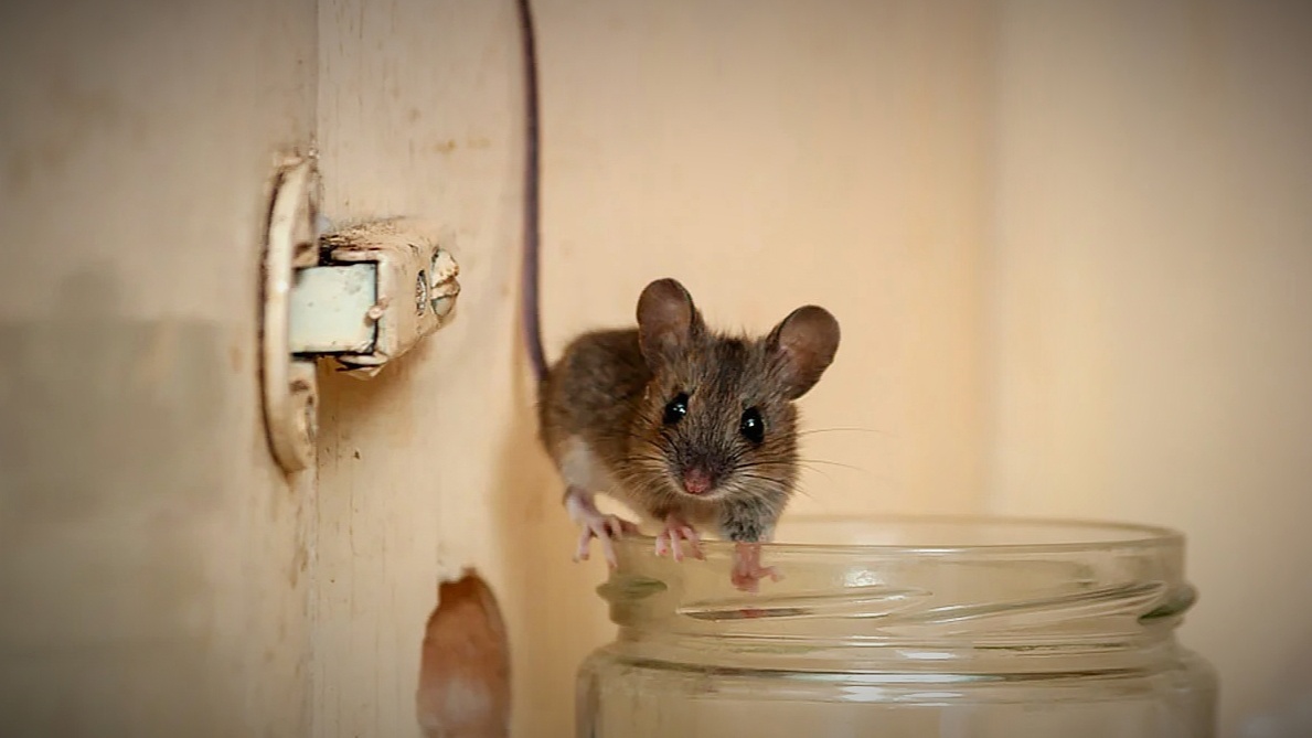Мыши в доме. Дом мышонка. Домик мышки. Мышь домашняя. Видео где бегает мышка