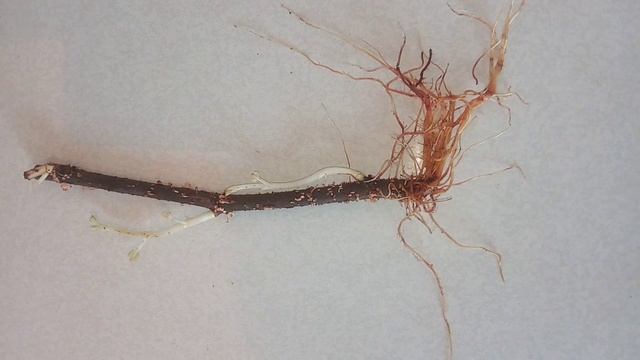 3. Черенки инжира! Зачем покупать саженцы? 100% укоренение черенков инжира. #инжир #черенки #fig смотреть онлайн