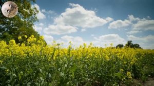 Соловьиная трель, расслабляющая музыка ✨