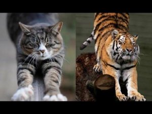 Большие дикие кошки- Топ самых больших кошек в мире.