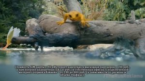 Реклама Билайн  c ящерицей  «Интернет навсегда» (2015)