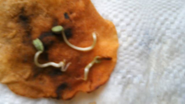 Как вырастить виноград из семечки. смотреть онлайн