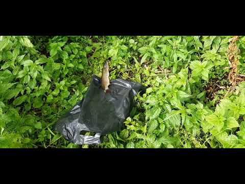 ЛОВЛЯ ЩУКИ НА СПИННИНГ НА ОЗЕРЕ!!! СКОЛЬКО ЕЕ ТУТ!!!!! смотреть онлайн