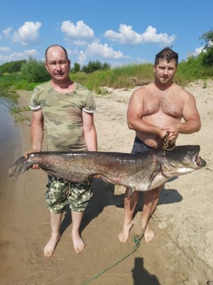 Ловля тролингом сома на реке.