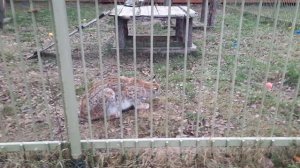 Рысь Ева всегда рада гостям🐾🍁 ПАРК ЗЕМЛЯ ПРАЙДА 🌿