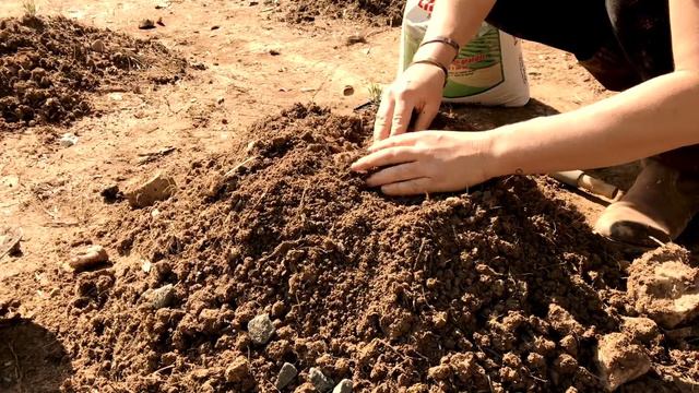 How to Plant Lavender in Clay Soil смотреть онлайн