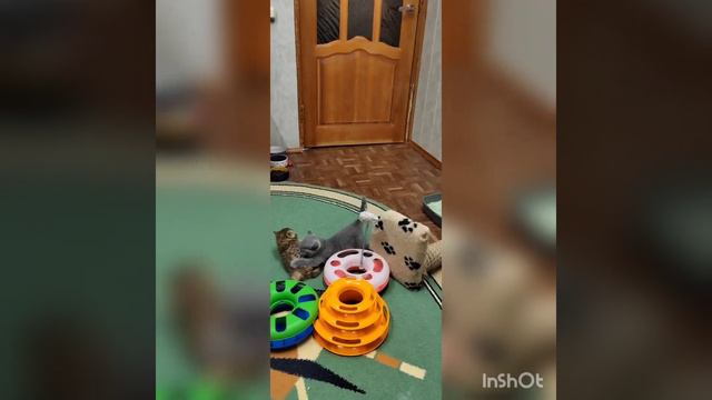 игры котят #британскиекотята #питомниккошек #кошкиндом
