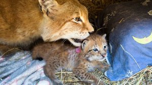 КОТЕНОК РЫСИ кричит и  ищет ВЕТЕРИНАРА / Даю котятам глистогонку / Новости о вольерах