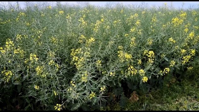 В Чикаго при предборсовата търговия септемврийските доставки на пшеницата записаха минус смотреть онлайн