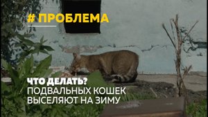 Кошки в подвалах: что делать?