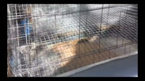 Клетка для кур несушек полностью из сетки! Cage for hens completely from the grid!