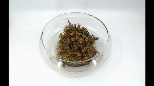 Rose of Jericho Time-lapse