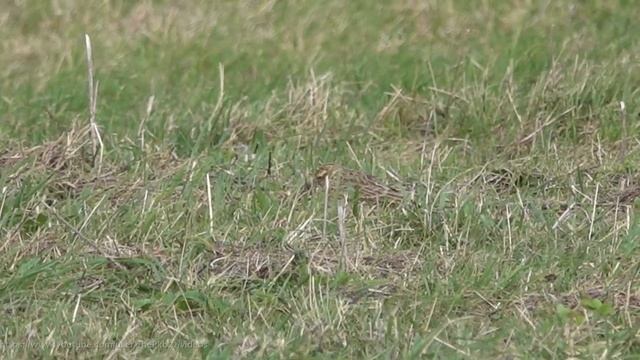 Skylark (Alauda arvensis) - Brighton, February 2022 смотреть онлайн