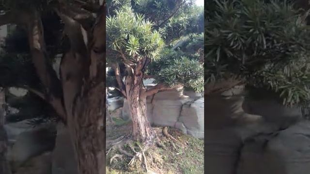 Nan Lian Garden short Tour смотреть онлайн