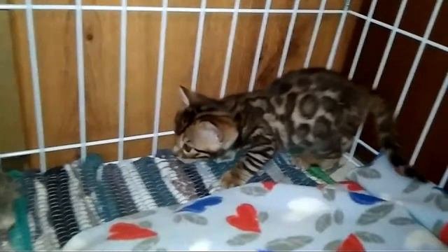 Бенгальские коты