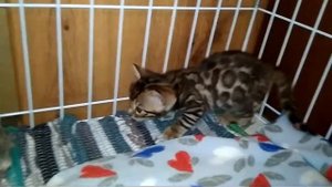 Бенгальские коты