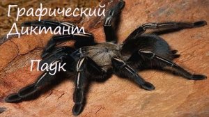Графический Диктант Паук