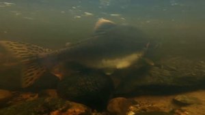 Горбуша на нересте