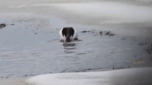 весенняя охота на уток крохали прилетели