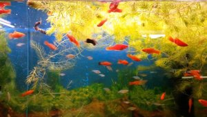 аквариумные рыбки, меченосцы, неоновые радужницы