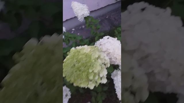 Гортензия белый медведь в августе😊 смотреть онлайн