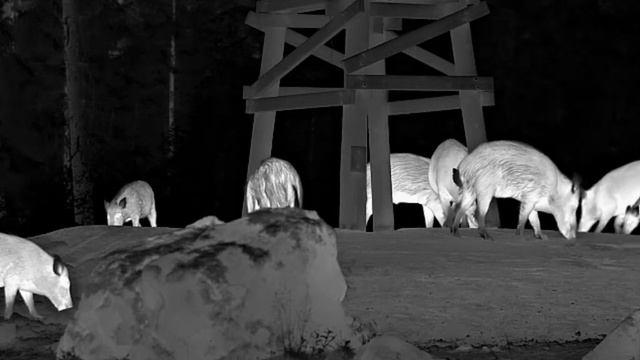 Pulsar TELOS LRF XP50 - Wild Boar Close - 2023 смотреть онлайн