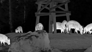 Pulsar TELOS LRF XP50 - Wild Boar Close - 2023